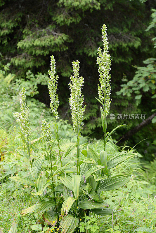 假helleborine (Veratrum album)